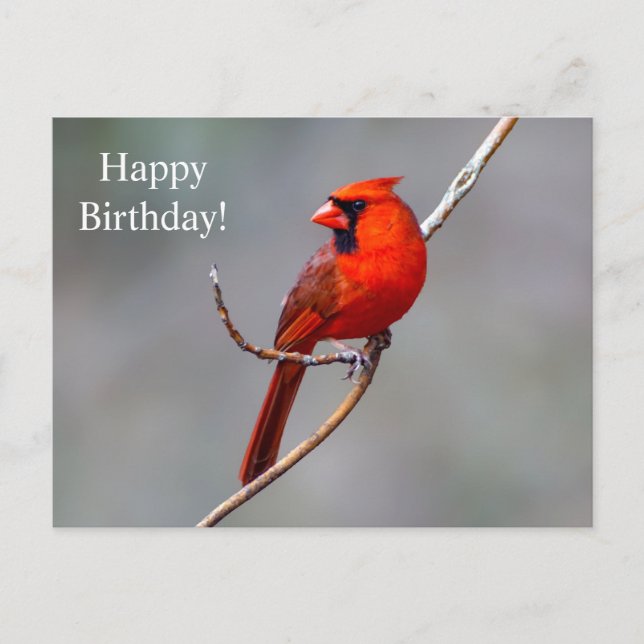 Happy Birthday Cardinal Postcard (Front)