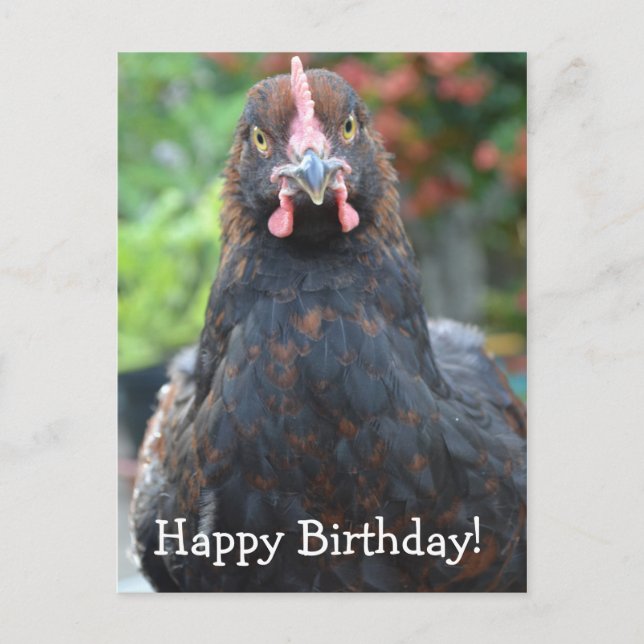 Happy Birthday Chicken... Partridge Cochin Postcar Postcard (Front)