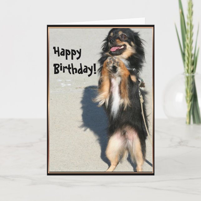 Happy birthday Chihuahua greeting card (Front)