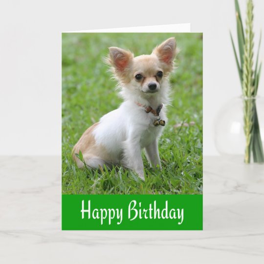 Happy Birthday Chihuahua Puppy Green Greeting Card Zazzle Com Au