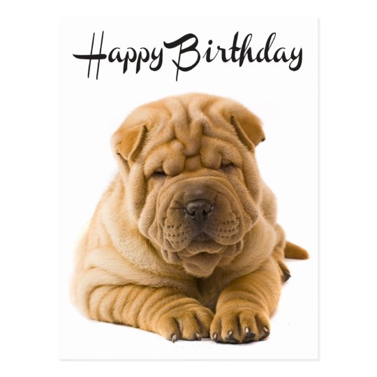 Happy Birthday Chinese Shar Pei Puppy Dog Card Zazzle Com Au