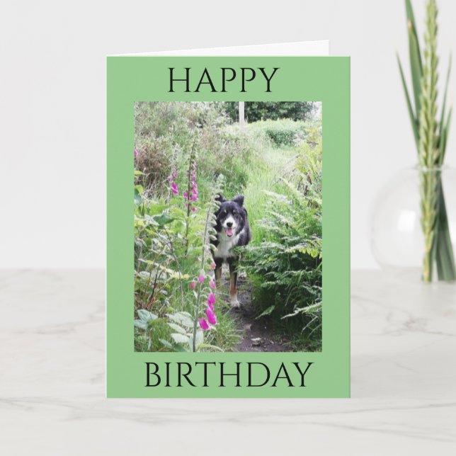 'Happy Birthday' Collie and Foxgloves Quality Card (Front)