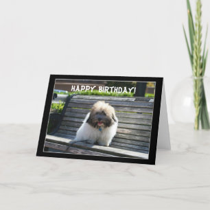 Happy Birthday Coton de Tulear Puppy greeting card