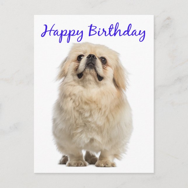 Happy Birthday Cream Pekingese Puppy Dog Blue Postcard (Front)