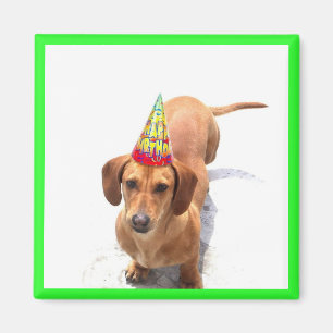 Happy Birthday Dachshund Magnet