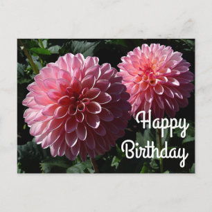 Happy Birthday Dahlia Valley Porcupine #1 Postcard