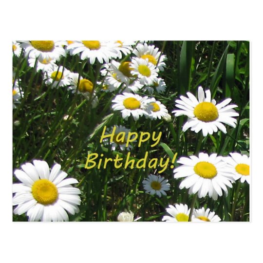 Happy Birthday Daisies Postcard | Zazzle.com.au