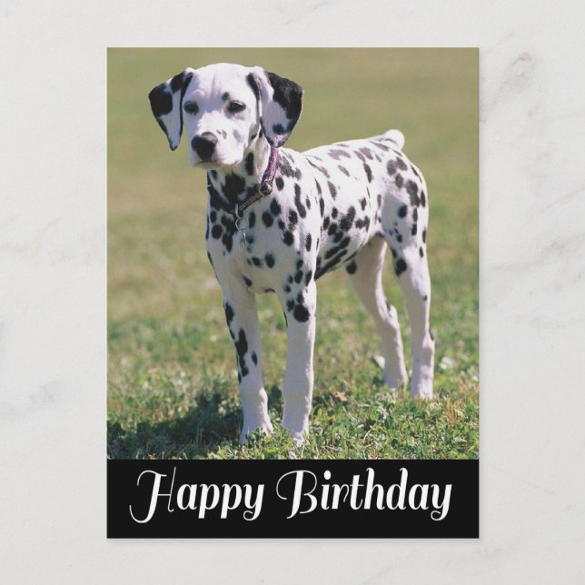 Happy Birthday Dalmatian Puppy Dog Lover Postcard (Front)