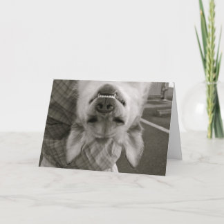 Happy Birthday dog card