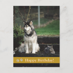 Happy Birthday! - dog & cat postcard