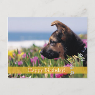 Happy Birthday! -  dog postcard