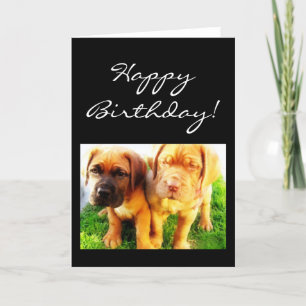 Happy Birthday Dogue de Bordeaux greeting card