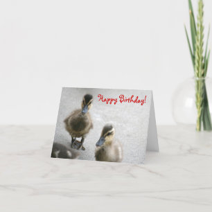 Happy Birthday, Ducklings Card
