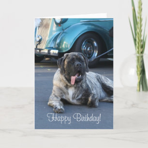 Happy Birthday English Mastiff Greeting Card
