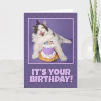 Happy Birthday Fat Cat Licking Face With Cake