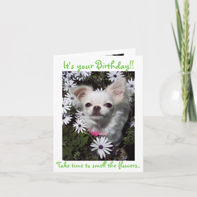Happy Birthday for Dogs Card (Front)