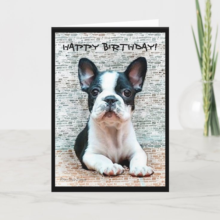 french bulldog happy birthday