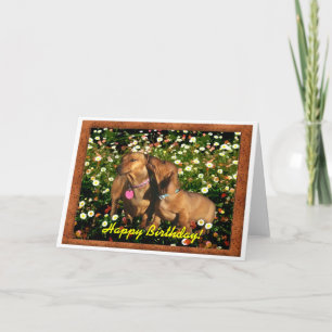 Happy Birthday from the Dachshunds! Card