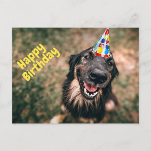 Happy Birthday Funny Dog in Party Hat  Postcard