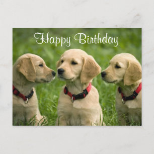 Happy Birthday Golden Retriever Puppies Postcard
