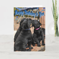 Happy Birthday Honour Litter Trio