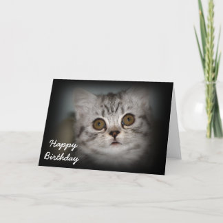 Happy Birthday Kitten Card