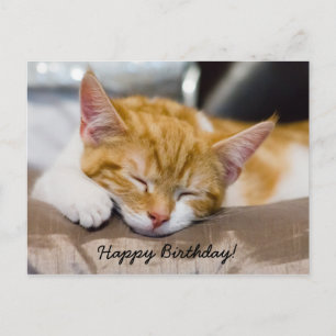 Happy Birthday Kitten Postcard