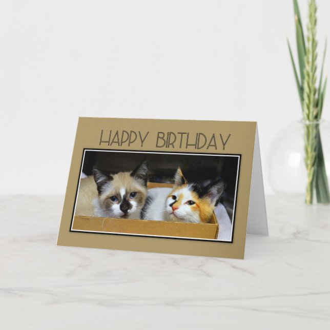 Happy Birthday Kittens in a Box Card (Front)