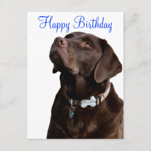Happy Birthday Labrador Retriever  Dog Post Card