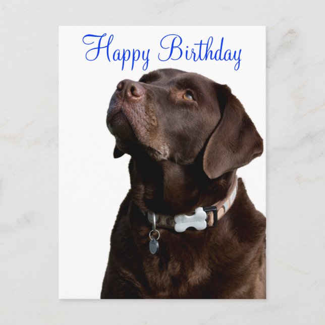 Happy Birthday Labrador Retriever  Dog Post Card (Front)