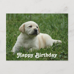 Happy Birthday Labrador Retriever Puppy Post Card