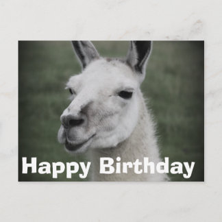 Happy Birthday , LLama postcard