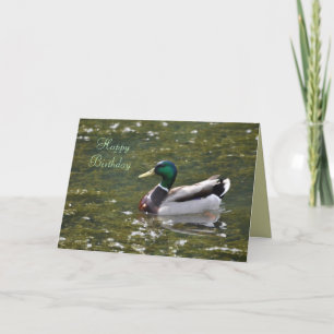 Happy Birthday Mallard Duck Card by Janz