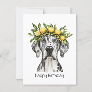 Happy Birthday Merle Great Dane Dog Lemon Crown Postcard