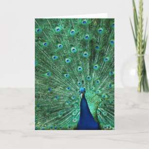 Happy Birthday Peacock Greeting Card