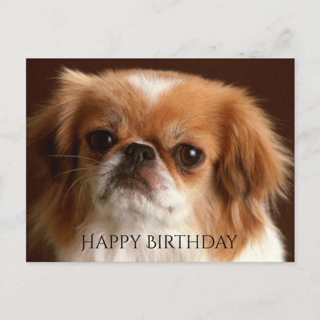 Happy Birthday Pekingese Red Brown Puppy Dog Black Postcard (Front)