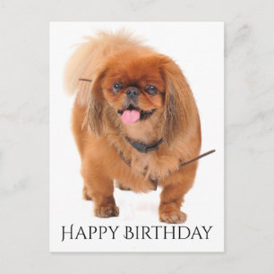 Happy Birthday Pekingese Red Brown Puppy Dog Postcard