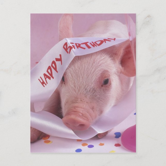 Happy birthday pig postcard (Front)