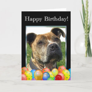 Happy  Birthday Pitbull greeting card