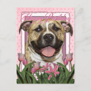 Happy Birthday - Pitbull - Tigger Postcard
