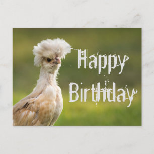Happy BIrthday Polish Chicken Postcard