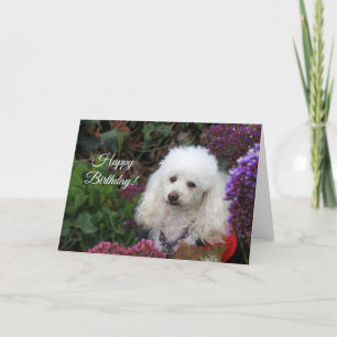 Happy Birthday Poodle dog card