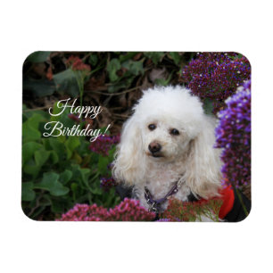 Happy Birthday poodle dog magnetic card Magnet