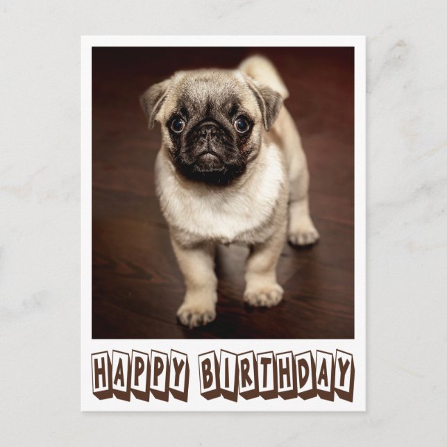 Happy Birthday Pug Puppy Dog Brown Postcard (Front)