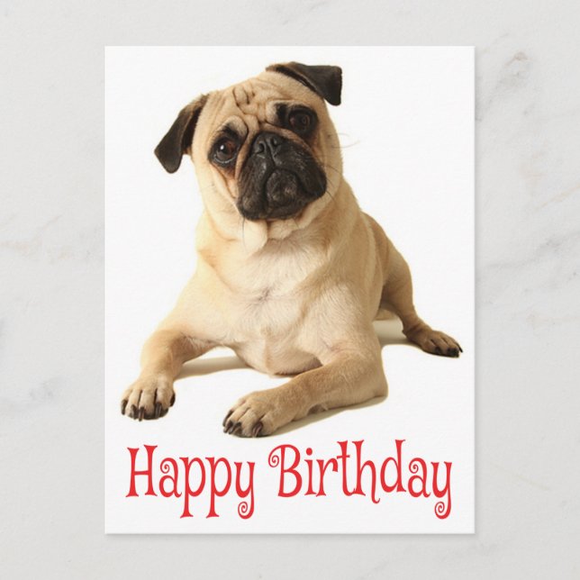 Happy Birthday Pug Puppy Dog Postcard (Front)