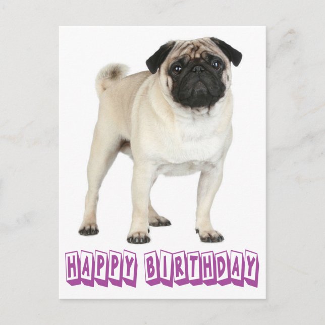 Happy Birthday Pug Puppy Dog Purple Postcard (Front)