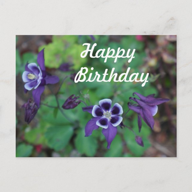 Happy Birthday Purple Columbine Flowers Postcard (Front)