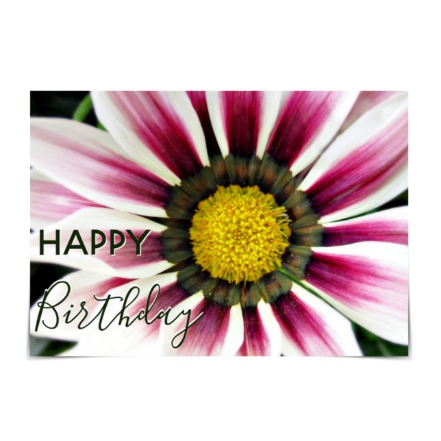 "Happy Birthday" Purple Gazania Flower Card (Creator Uploaded)