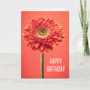 Happy Birthday   Red Barberton Gerbera Daisy Card
