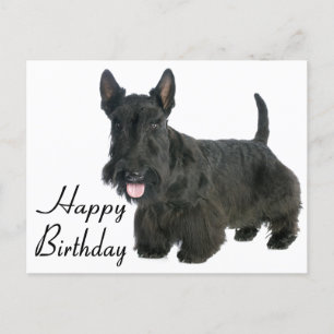 Happy Birthday Scottish Terrier Puppy Postcard
